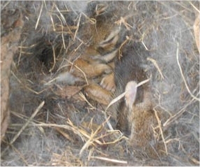 Baby Rabbits - Leave Them Be !