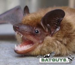 Big Brown Bat in Attic