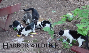 Feral Cat trapping