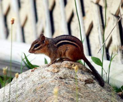 Chipmunk Trapping and Control
