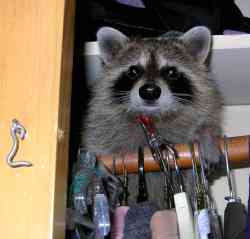Raccoon in Closet