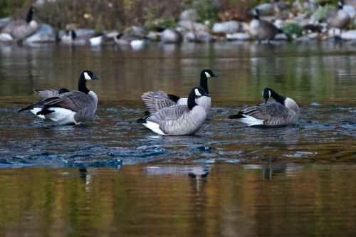 Canadian Geese on a Lake