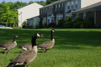 Aggressive Geese on Lawn