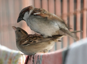 House Sparrow Removal