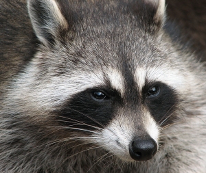 Raccoon (The Masked Bandit)