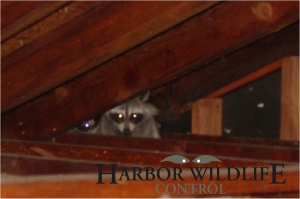 Raccoon in Attic