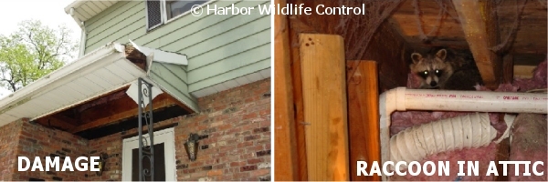 Raccoon Damage to Fascia and Soffitt