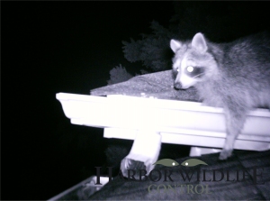 Raccoons are excellent Climbers