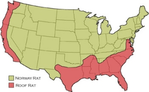 Distribution of Rats in the U.S.