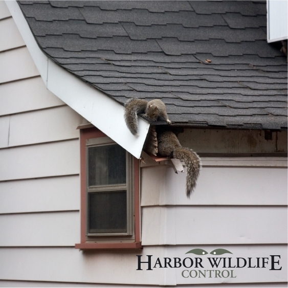 Gray Squirrel in Attic and Damage to Roof