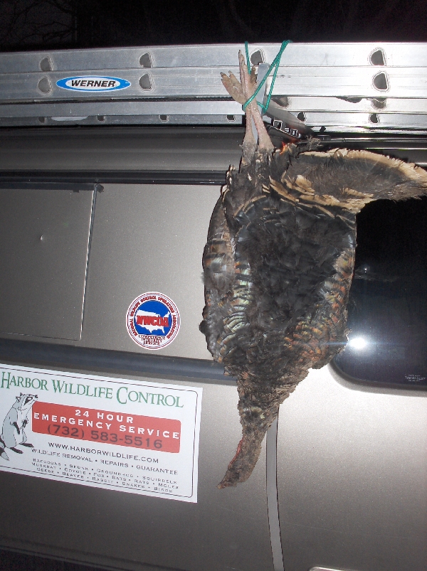 Dead Turkey - Staten Island, NY
